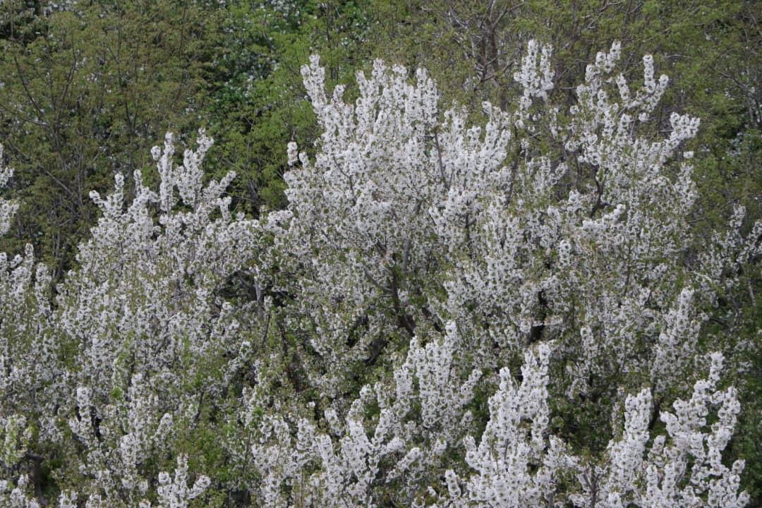 هشتمین جشنواره شکوفههای گیلاس در روستای زشک هشتمین جشنواره شکوفههای گیلاس در روستای زشک