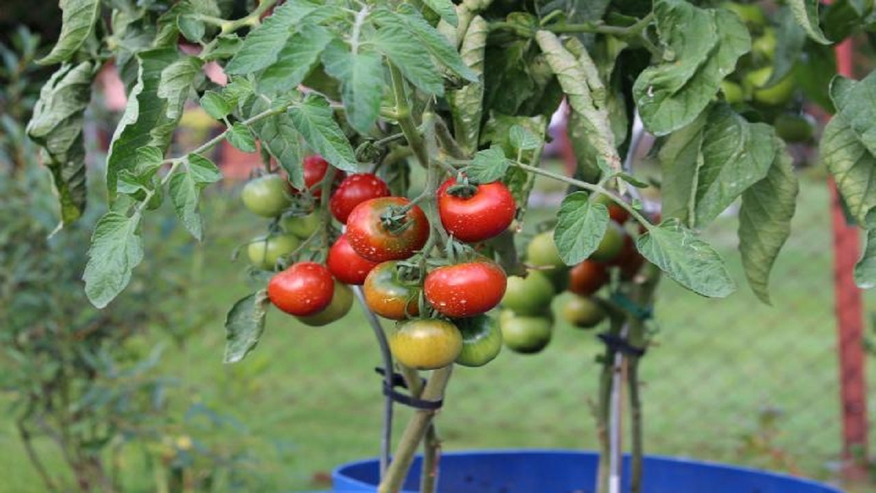 ۱۰ نکته برای ایجاد باغچه در بالکن منزلتان