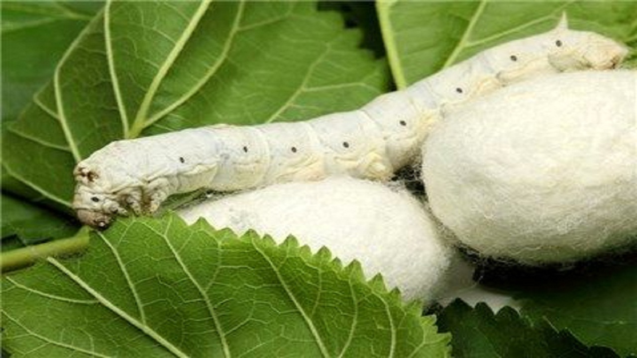 توزیع ۶۰ جعبه تخم  نوغان در تایباد