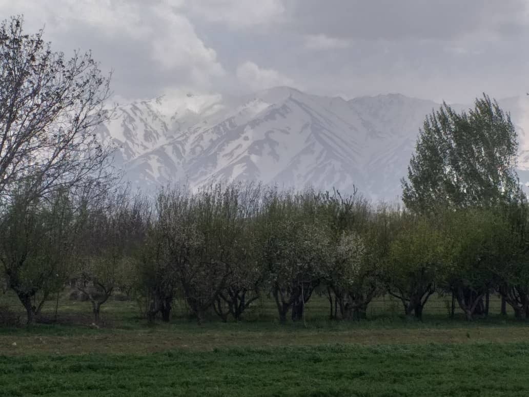 خسارت ۸۰ میلیارد تومانی به باغ های نهاوند