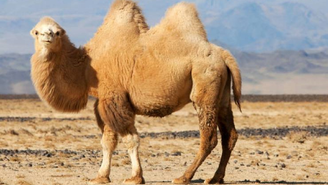 اولین چراغ راهنمایی و رانندگی مخصوص شتر‌ها در چین رونمایی شد + عکس