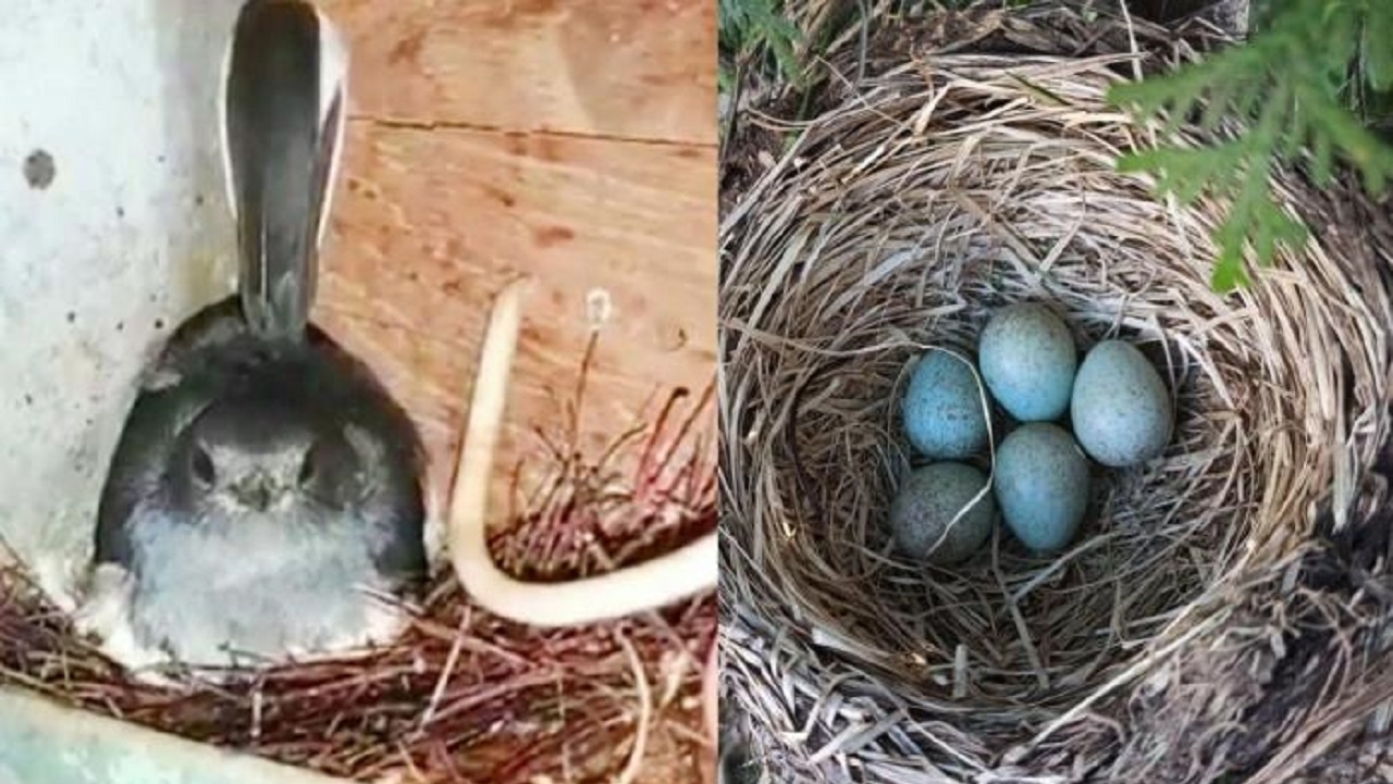 ۴۵ روز زندگی در تاریکی برای نجات یک پرنده