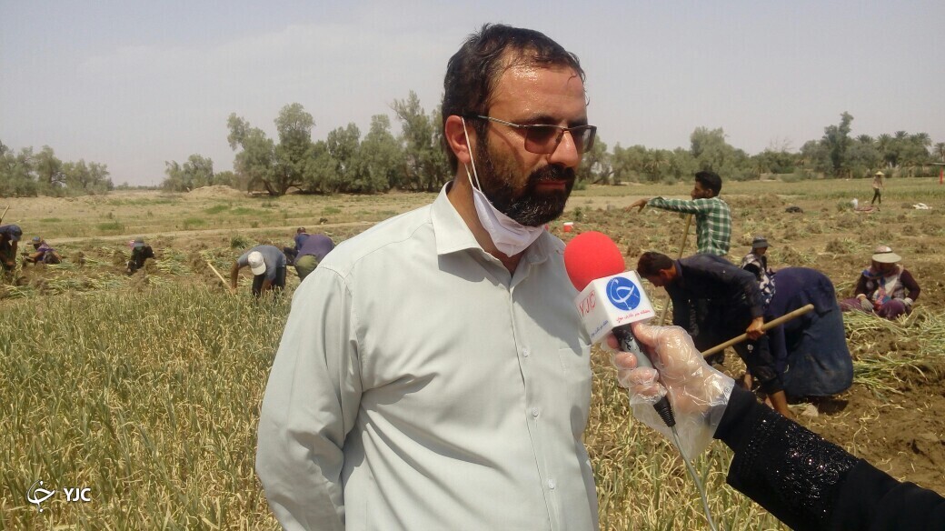 قیمت پایین سیر، داد کشاورزان شهدادی را درآورد!