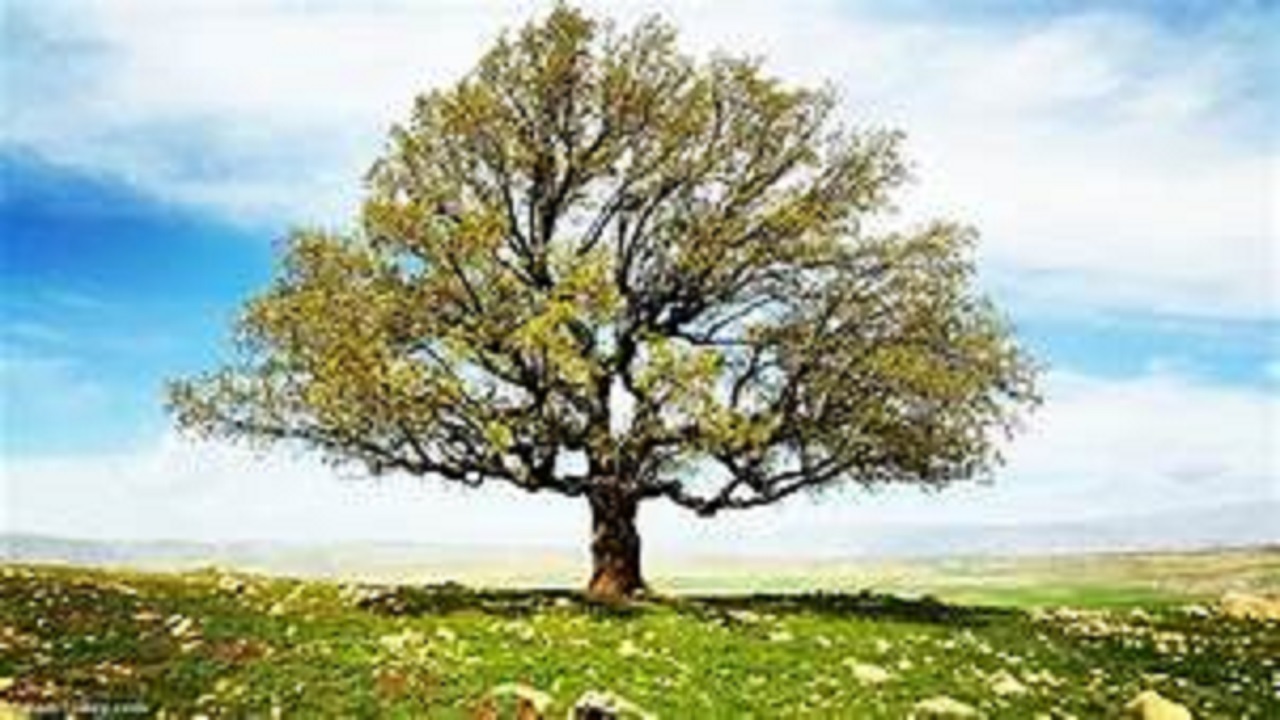 بلوط کهنسال و اکسیر شفابخش در لرستان+فیلم