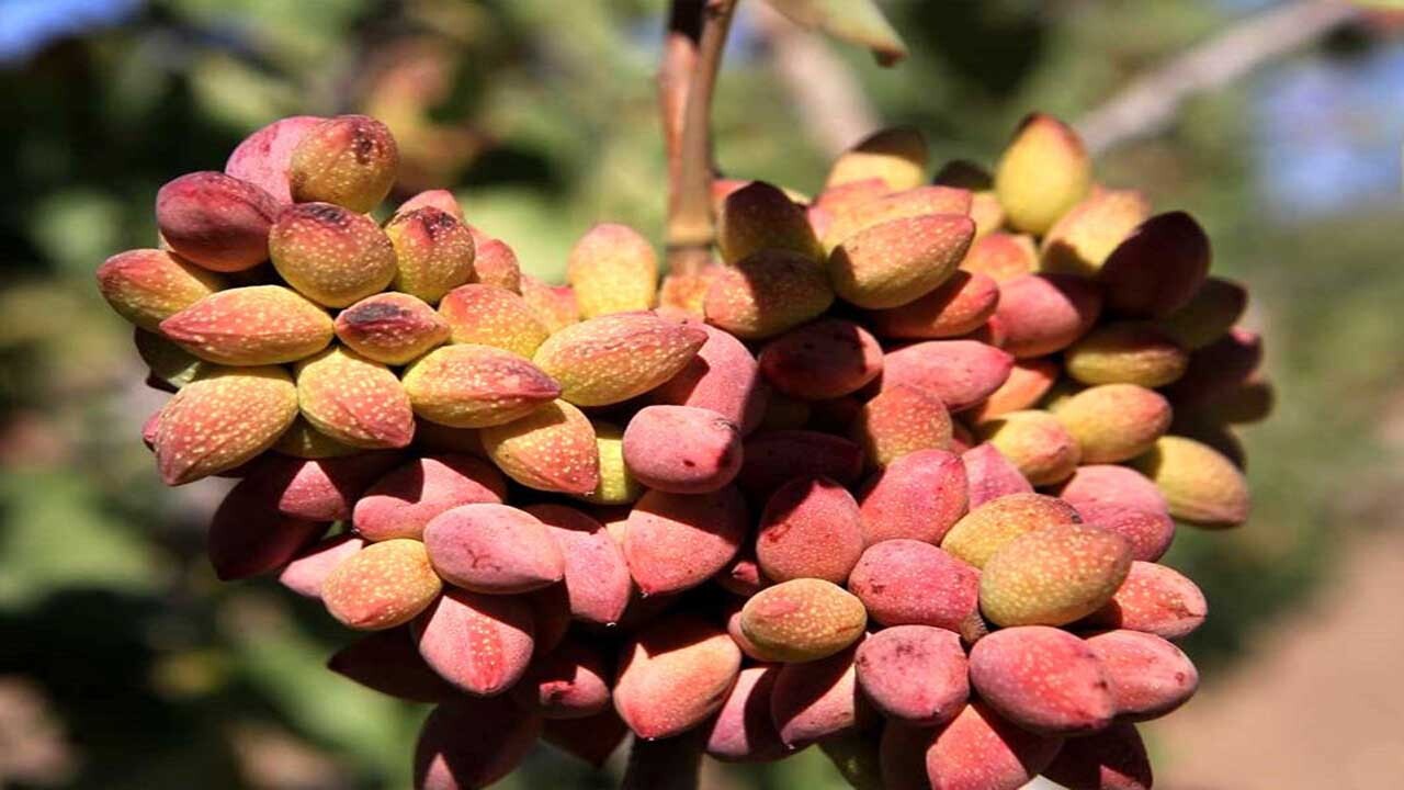 تولید ۳۰ هزار اصله نهال پسته در شهرستان جاجرم