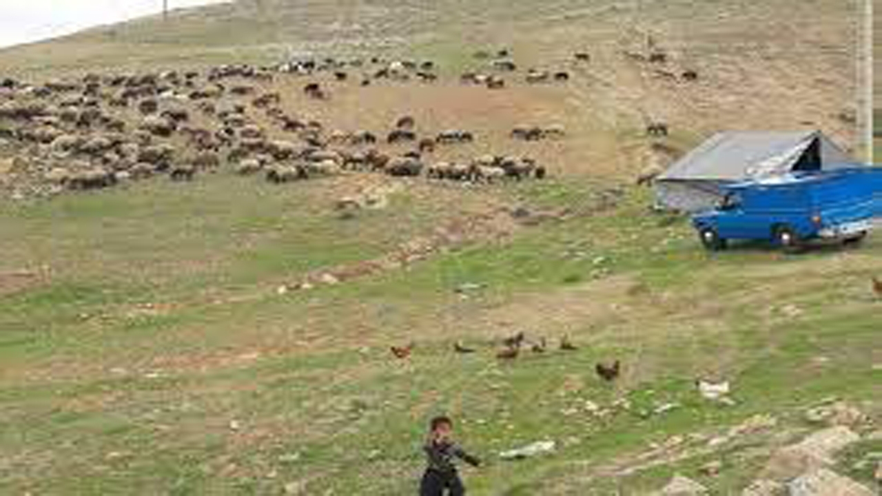 شناسایی کامیون‌های حامل دام غیر مجاز در کوار