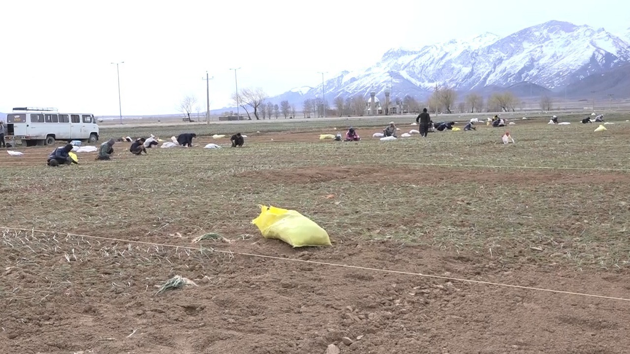 کشت پیاز در هزار و ۱۰۰ هکتار از اراضی فریدن
