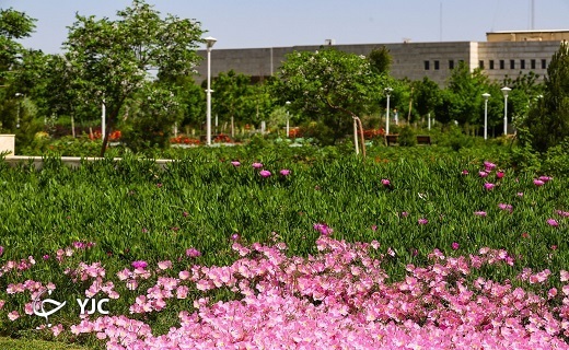 طبیعت بهاری بوستان&zwnj;های قم +تصاویر