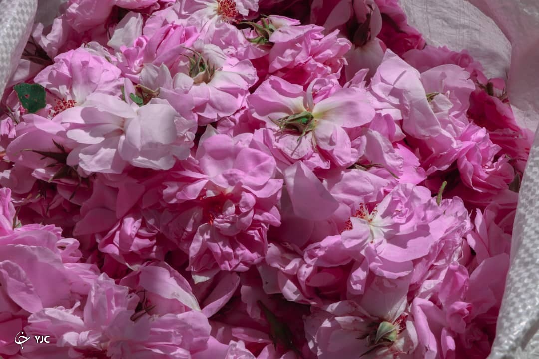 عطر گل محمدی از گناباد به مشام می رسد