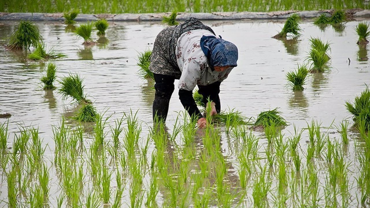 سیراب شدن شالیزار‌های بش اویلی گالیکش ازخرداد
