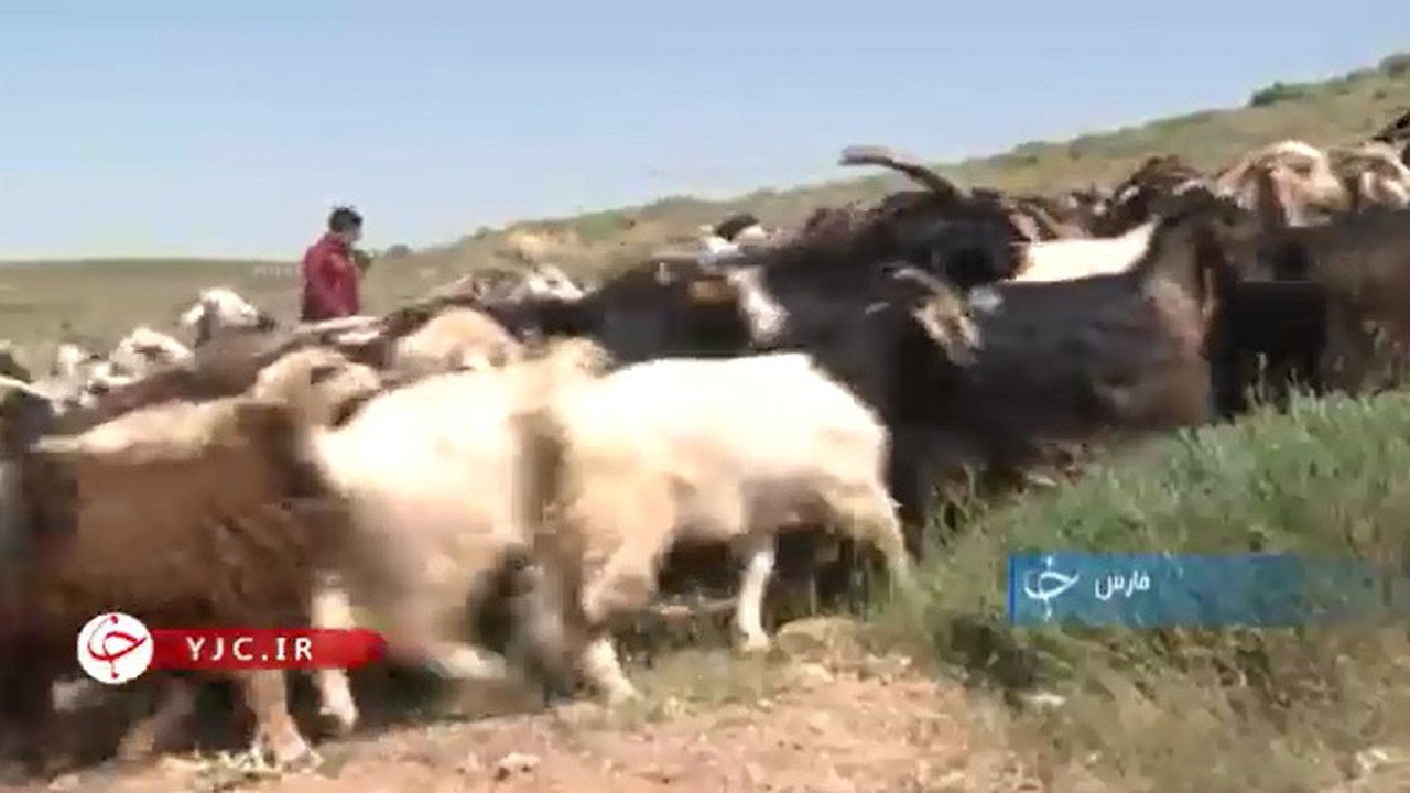 صدای زنگ کوچ عشایر قشقایی به صدا درآمد+فیلم