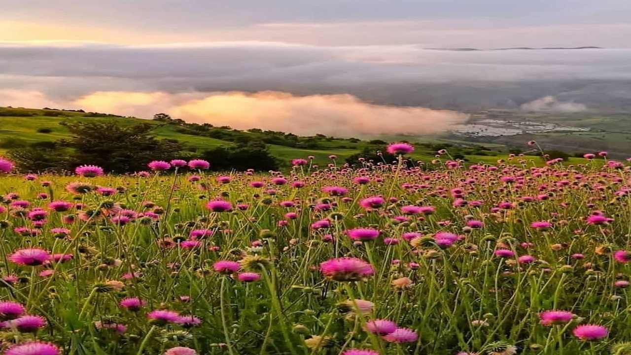 نگاهی به ارتفاعات زیبای دشت های هیرکانی + تصاویر