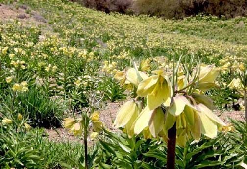 دخالت انسانی تهدیدی برای لاله&zwnj;های واژگون خراسان شمالی