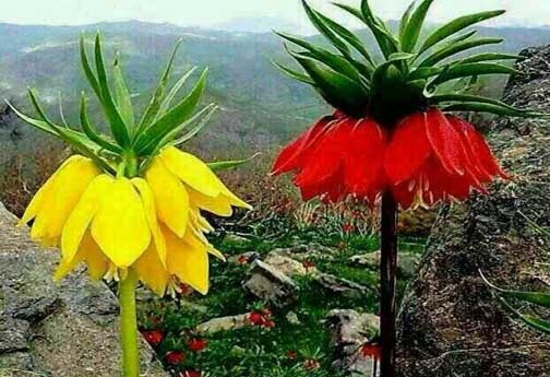 دخالت انسانی تهدیدی برای لاله&zwnj;های واژگون خراسان شمالی