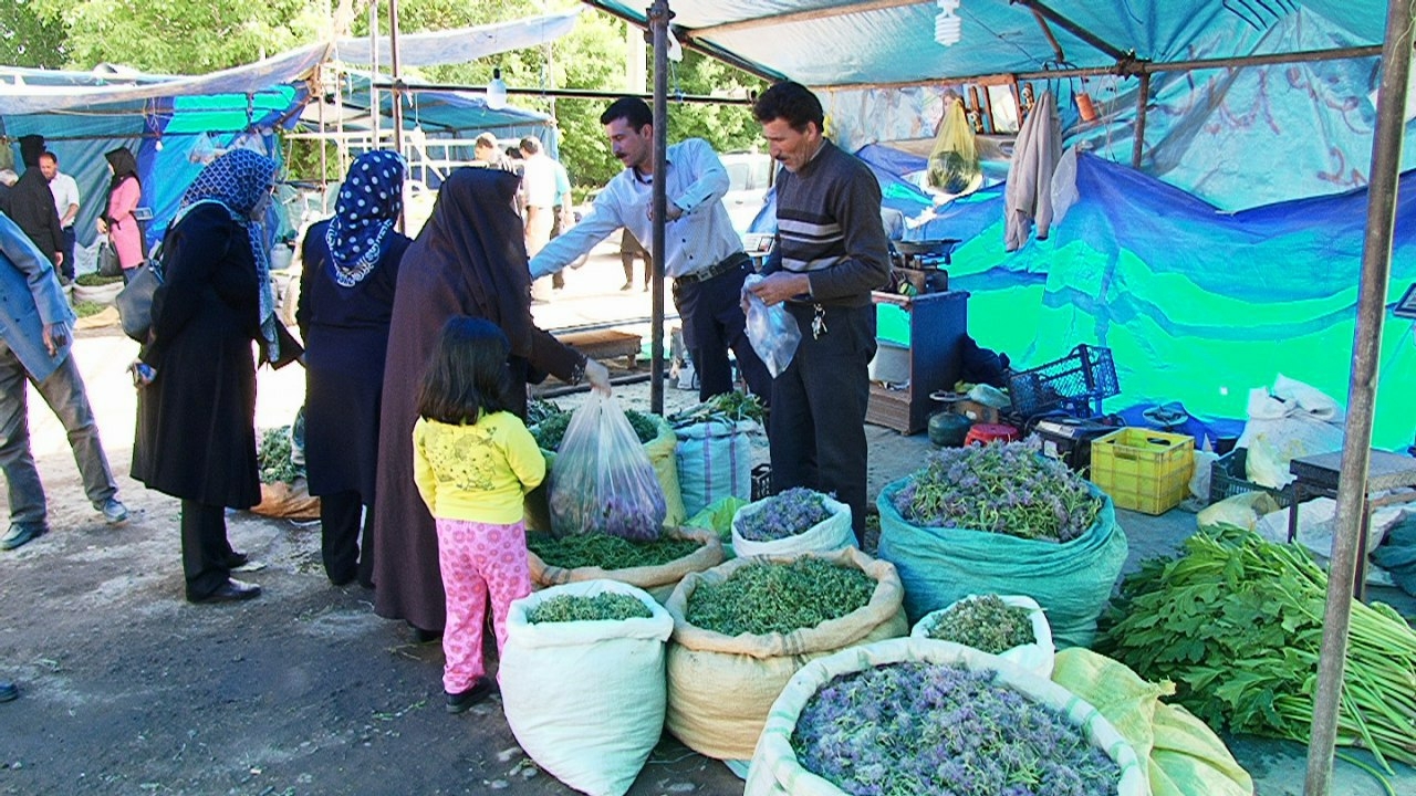 جمع آوری محل اصلی فروش گیاهان کوهی در یاسوج