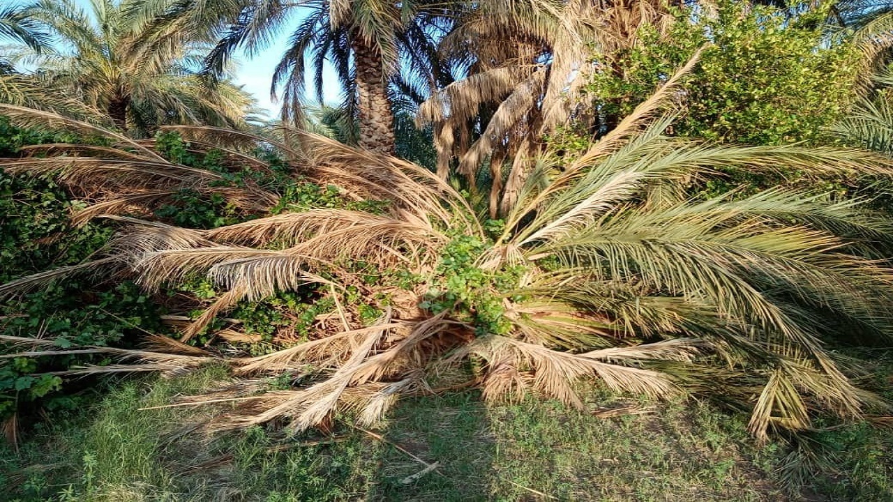 خسارت ۱۶۰ میلیارد تومانی تگرگ و طوفان در فهرج