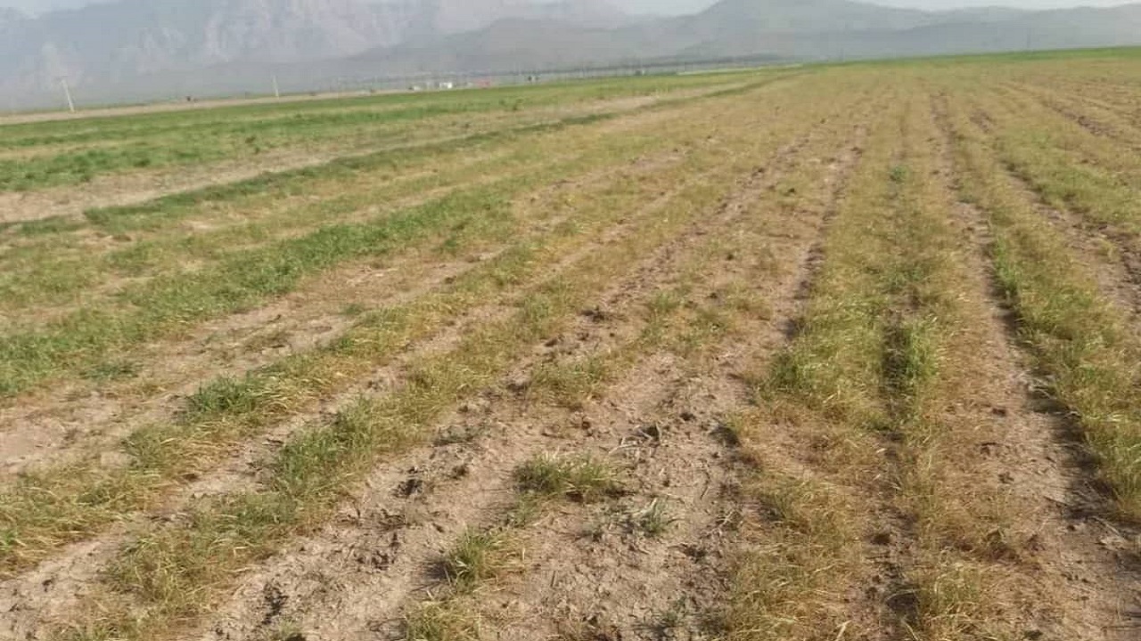 سرما به ۷۰ درصد اراضی گندم و کلزا در خانمیرزا خسارت وارد کرد