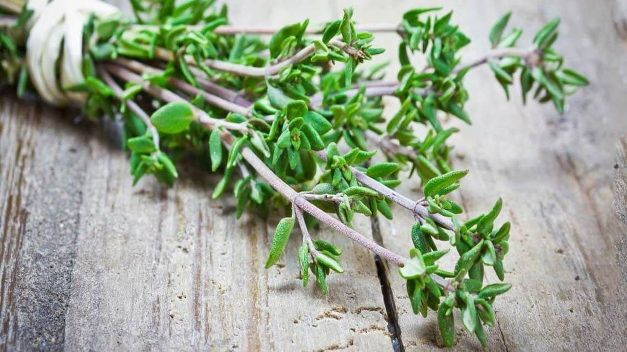 ایلام معدن گیاهان دارویی/ آنچه بهار طبیعت به ایلامیان هدیه می دهد