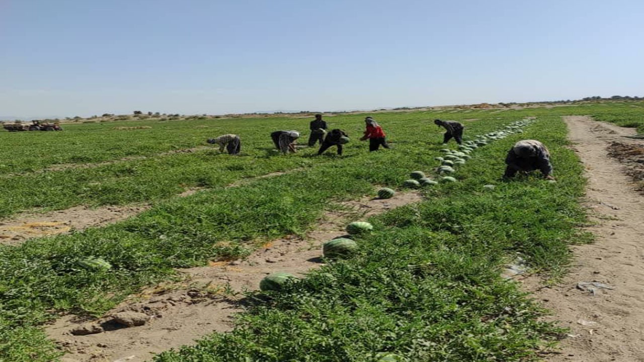 آغاز برداشت هندوانه در رودبار جنوب