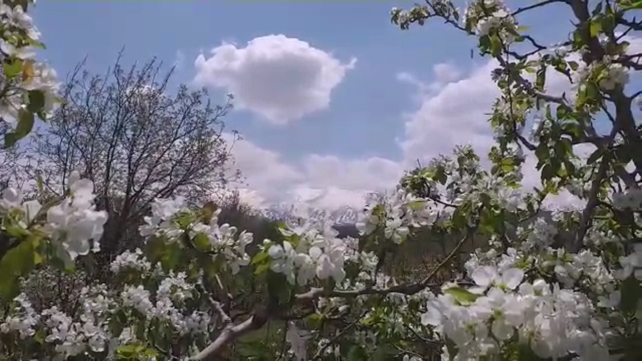 طبیعت زیبای سراب روستای قلعه ذرتی نهاوند