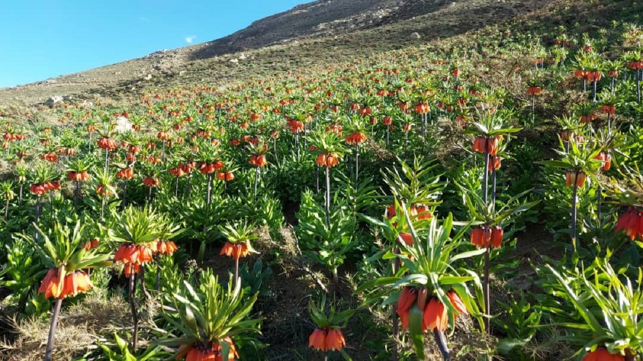 رشد بی سابقه لاله های واژگون در دامنه ارتفاعات روستای شیخ شبان +فیلم