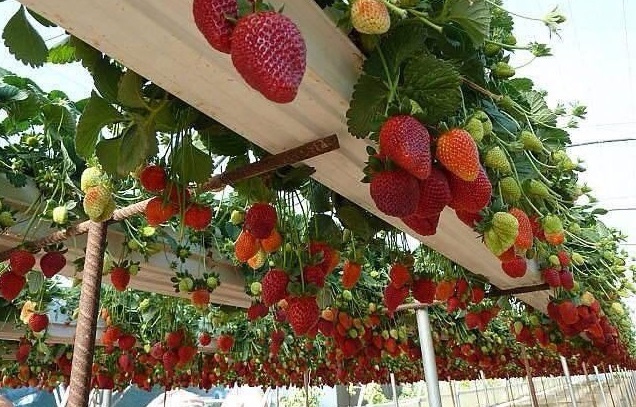 کشت گلخانه ای توت فرنگی