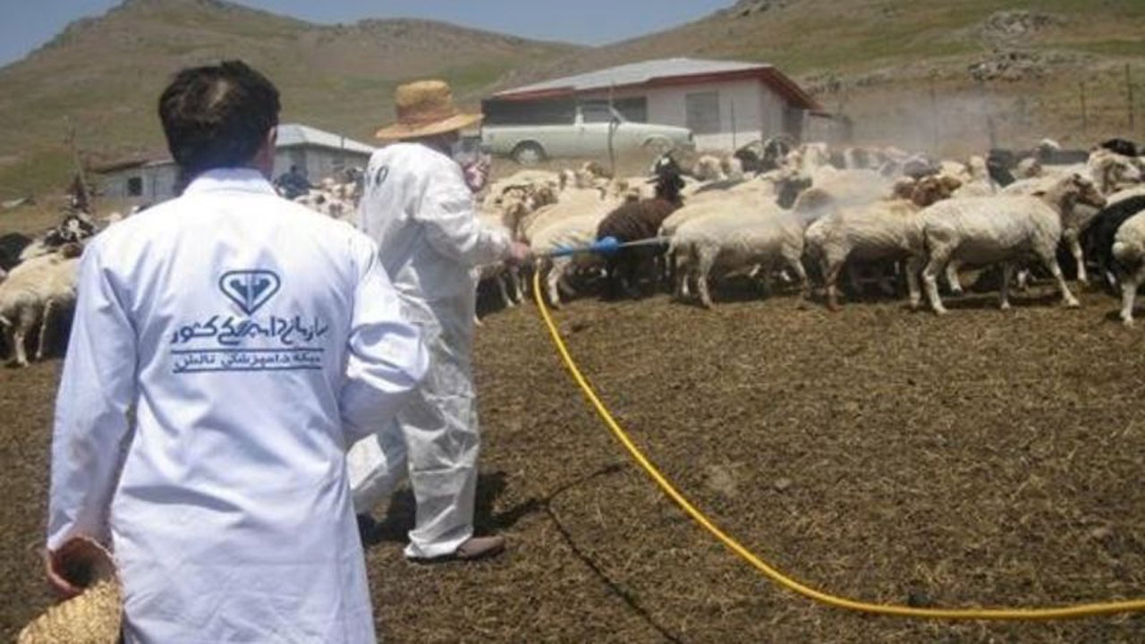 ضرورت انگل زدایی برای جلوگیری از تلفات دام