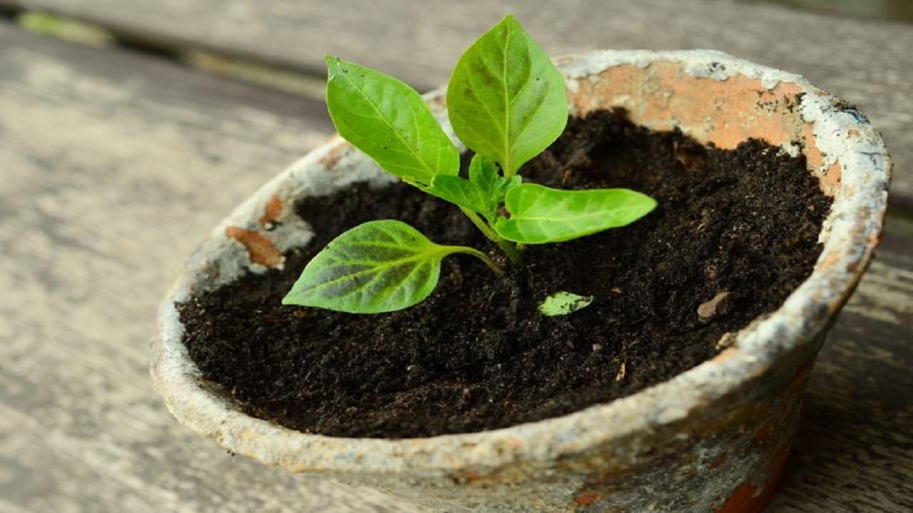 نکاتی برای نشاء زدن