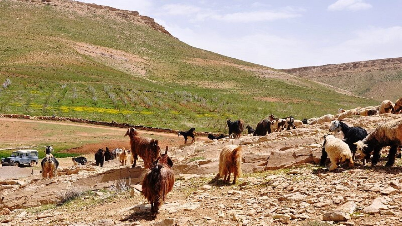 کوچ بهاره پرُ‌خطر عشایر جنوب به سمیرم