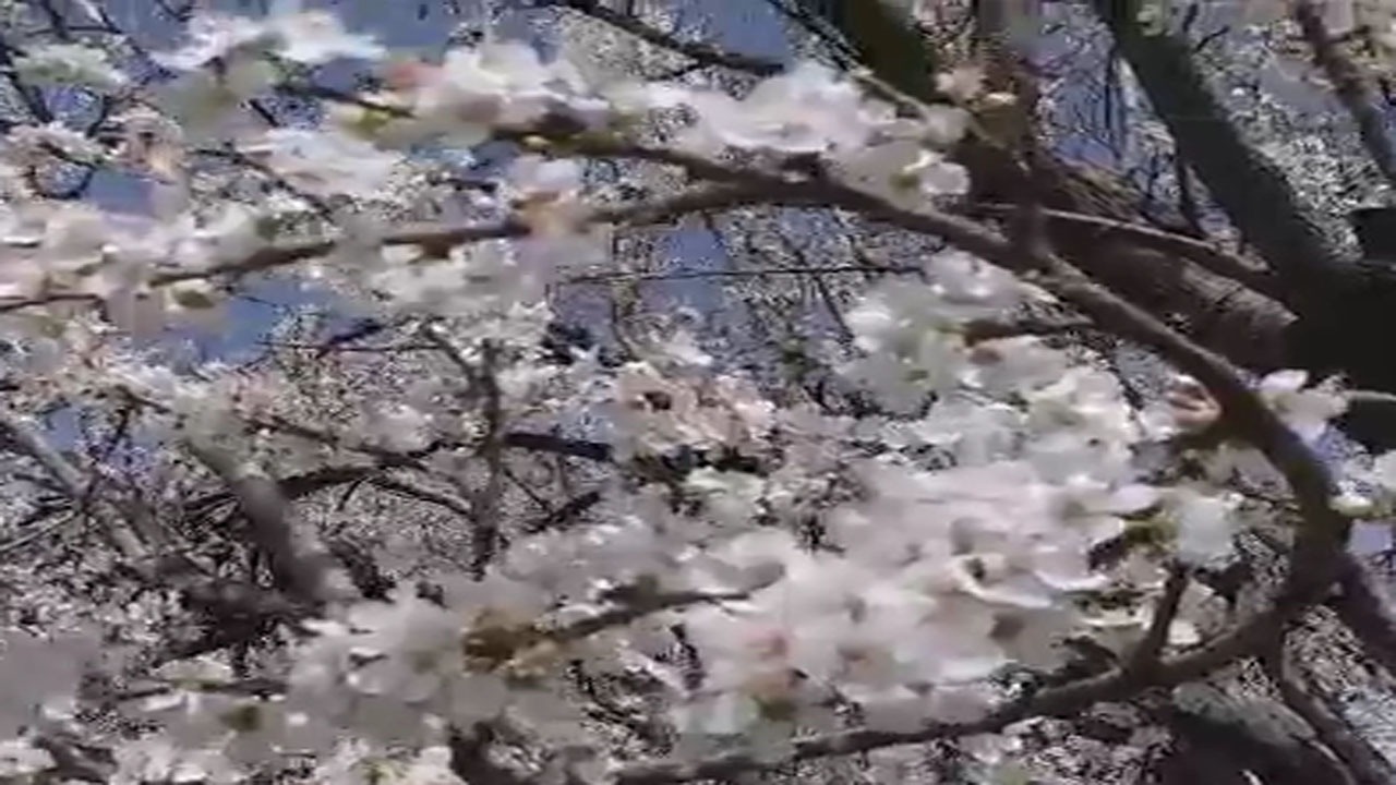گوشه‌ای از طبیعت بهاری در روستای تکه + فیلم