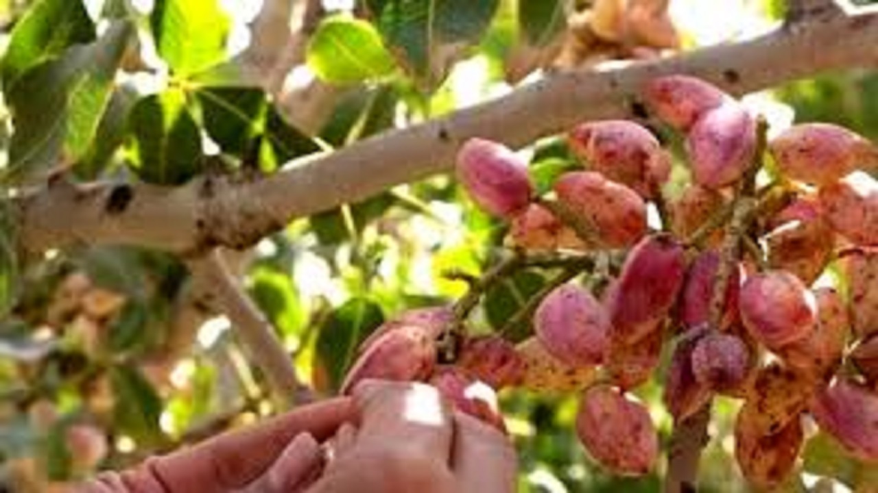توسعه باغات در شهر‌های پسته خیز سیستان و بلوچستان