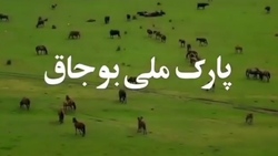 درخت خون اژدها، یکی از جالب‌ترین درخت‌های روی کره زمین + فیلم