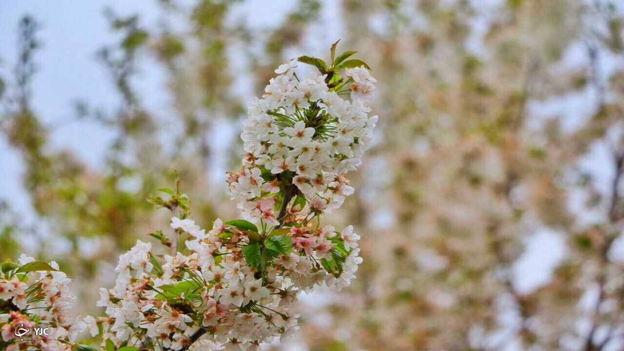 شکوفه باران طبیعت در دهبار