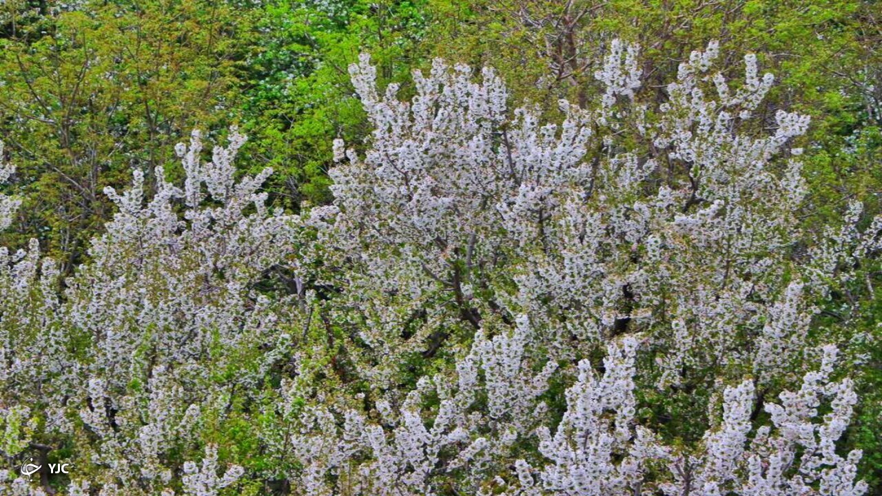 شکوفه باران طبیعت در دهبار