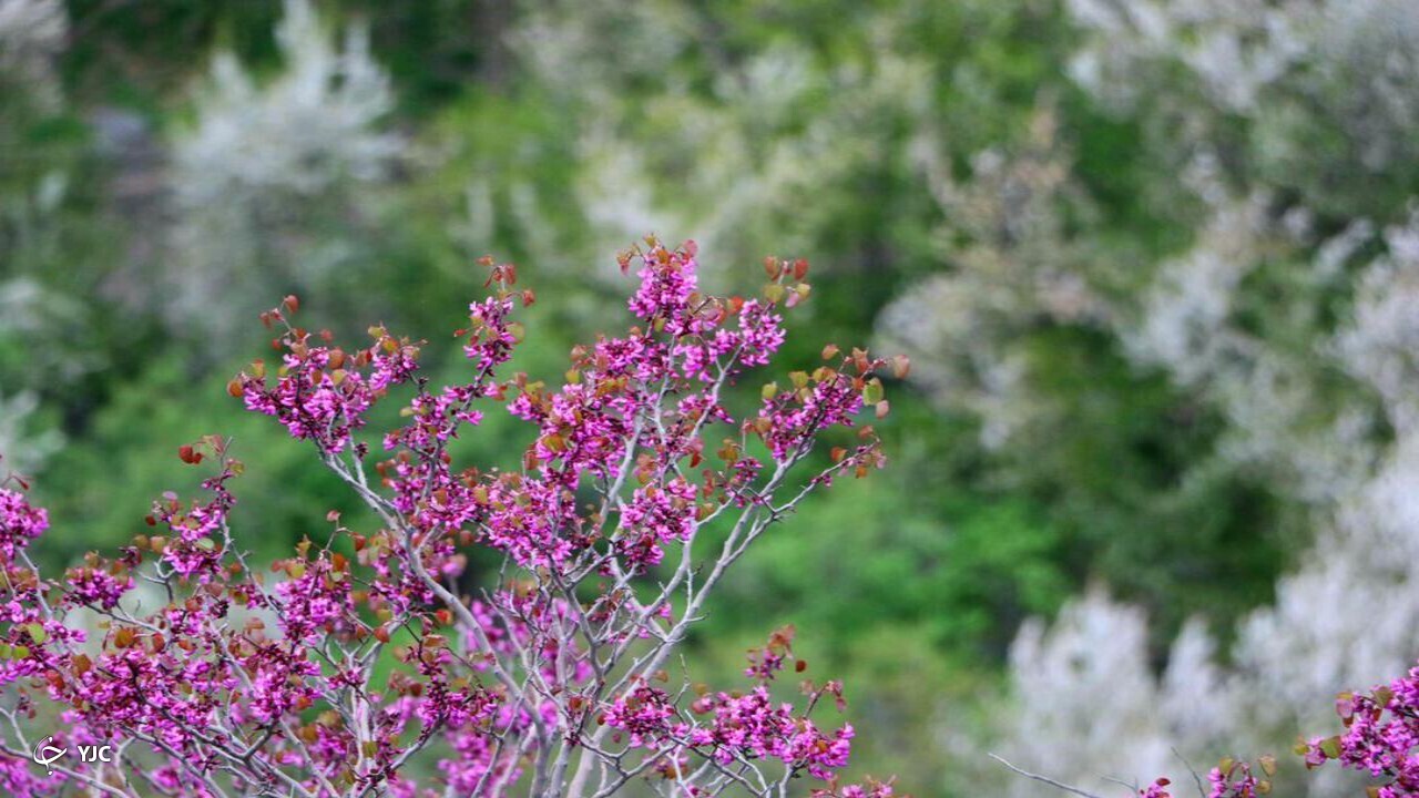 شکوفه باران طبیعت در دهبار