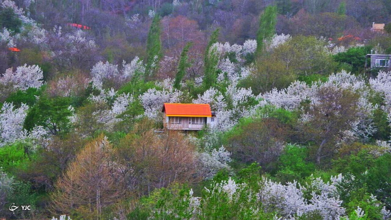 شکوفه باران طبیعت در دهبار