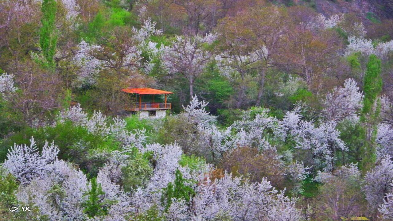 شکوفه باران طبیعت در دهبار