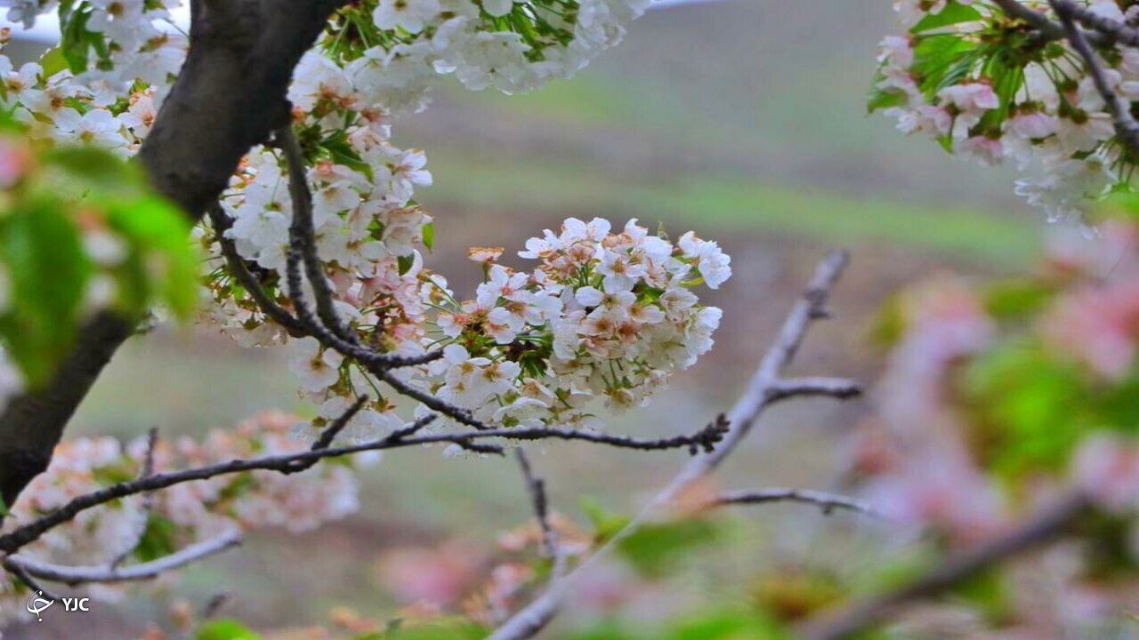 شکوفه باران طبیعت در دهبار