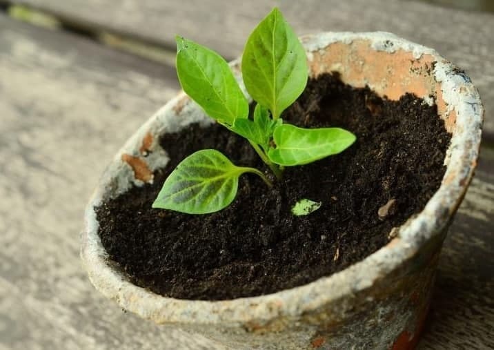 راهکار&zwnj;هایی برای انتقال گیاهان جوان به باغ
