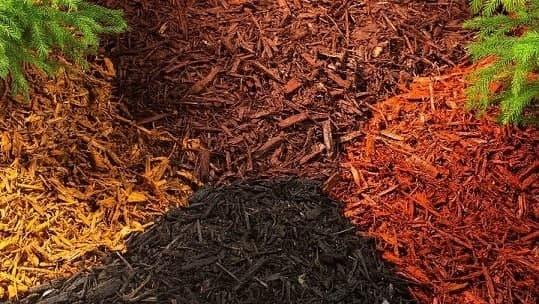 راهکار&zwnj;هایی برای انتقال گیاهان جوان به باغ