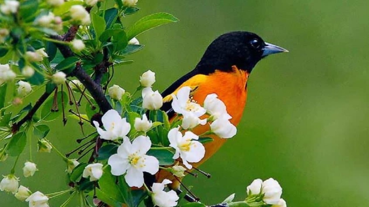 دانستنی‌های جذاب درباره درختان گلدار