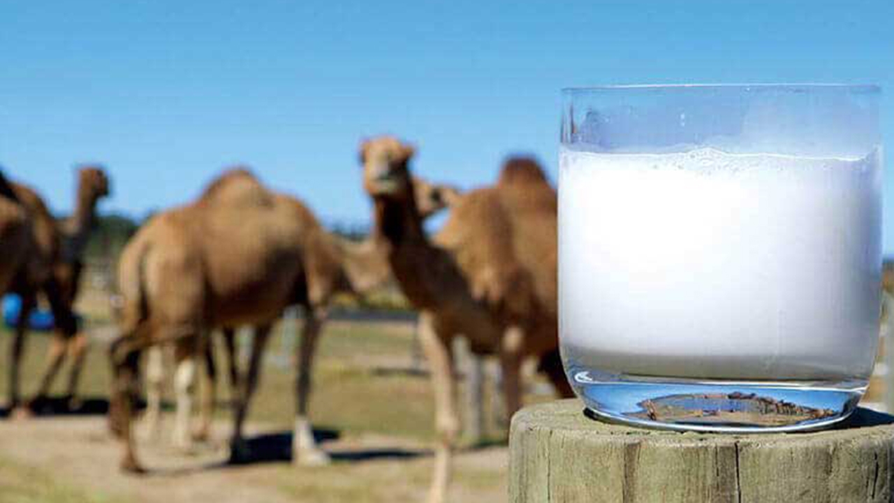 افزایش ۱۵ درصدی تولید شیر شتر در گلستان
