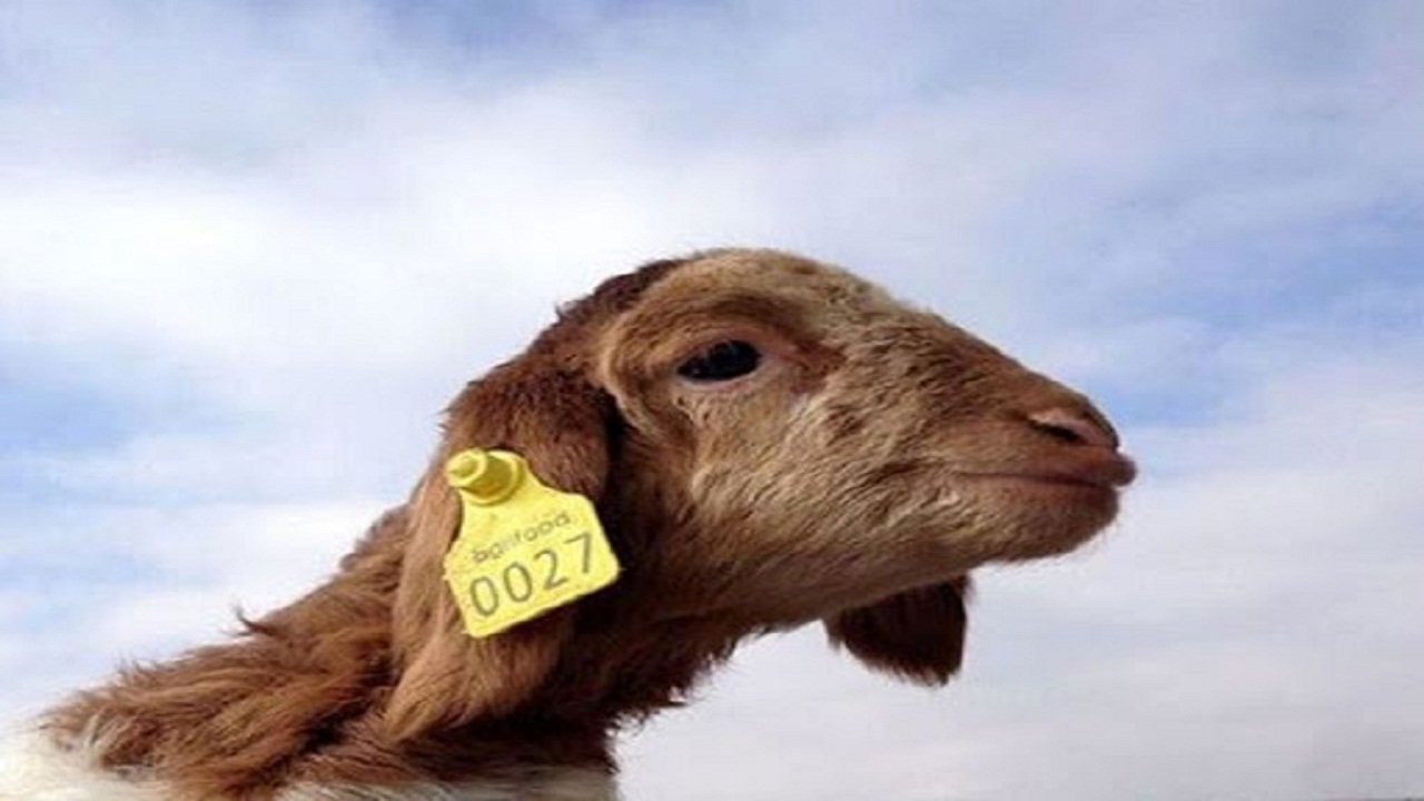 پلاک کوبی ۲۵۱ هزار راس دام سبک برای مقابله با قاچاق در استان سمنان