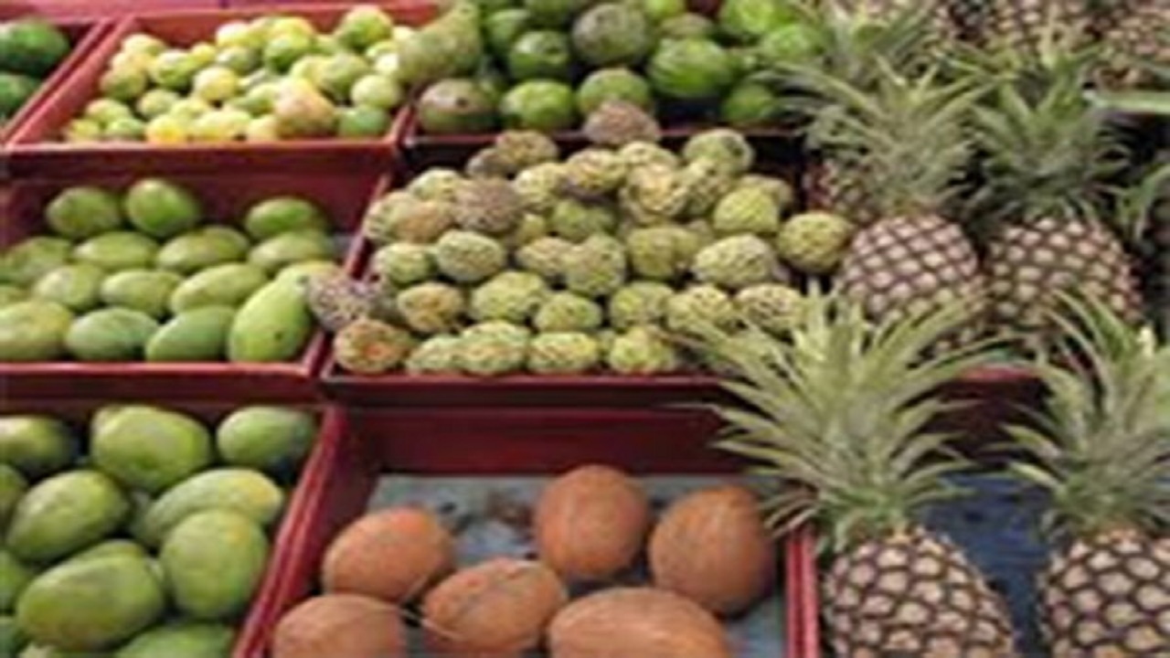برداشت ۱۱ تن میوه گرمسیری کُنار از باغات سیستان و بلوچستان
