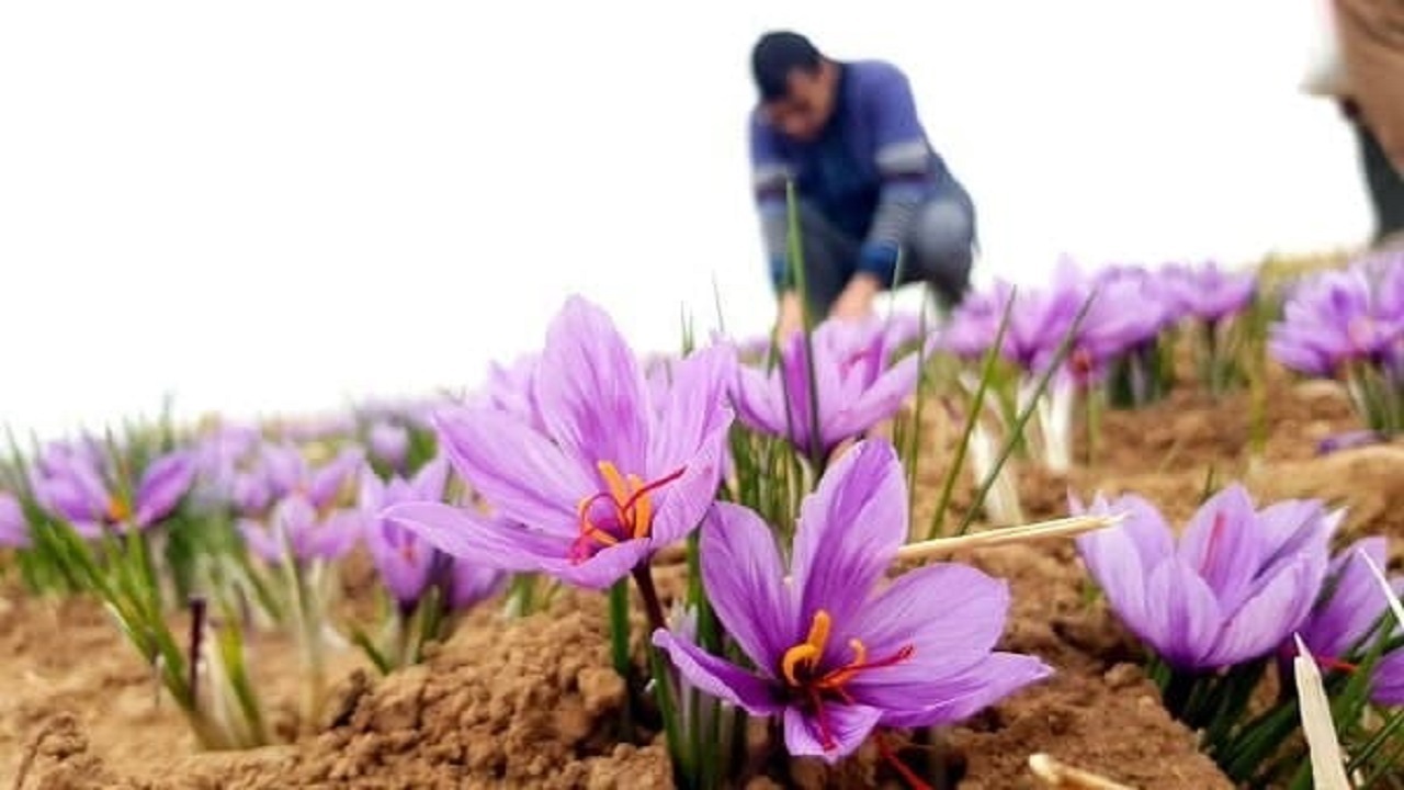 پرداخت ۱۰ هزار میلیارد ریال تسهیلات برای توسعه گیاهان دارویی