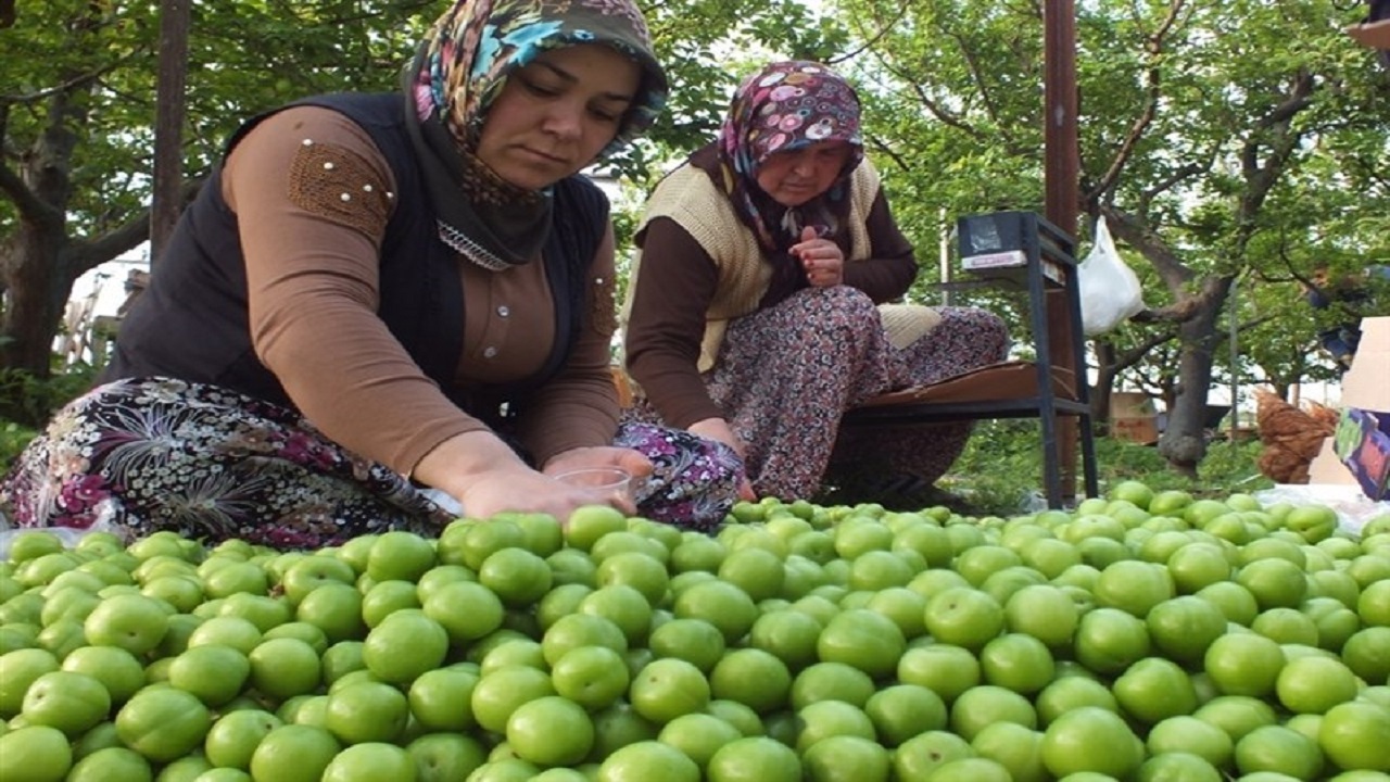 آلوچه‌ها طعم کرونا می‌گیرند؟