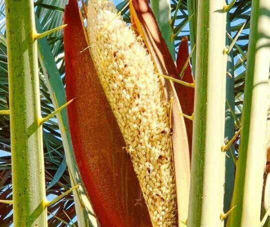 بهاری خوش عطر در شهداد