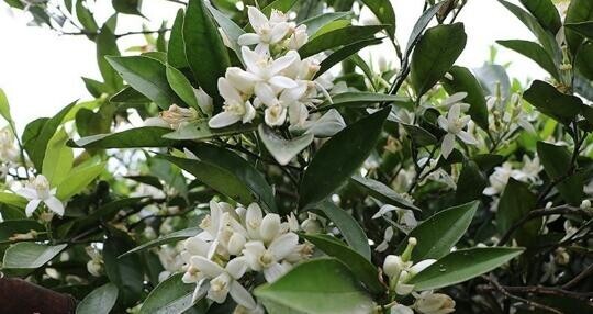 بهاری خوش عطر در شهداد