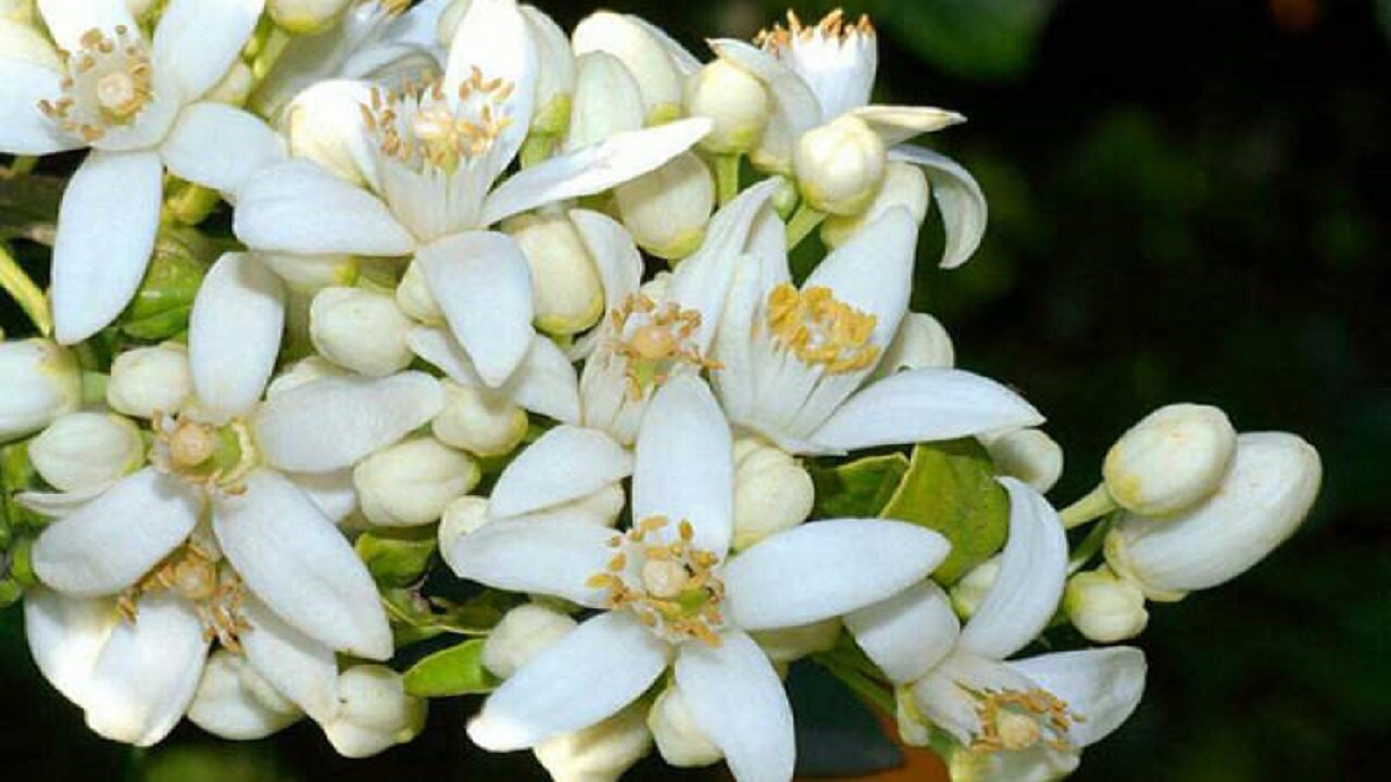 بوی خوش بهارنارنج های شهدادم آرزوست