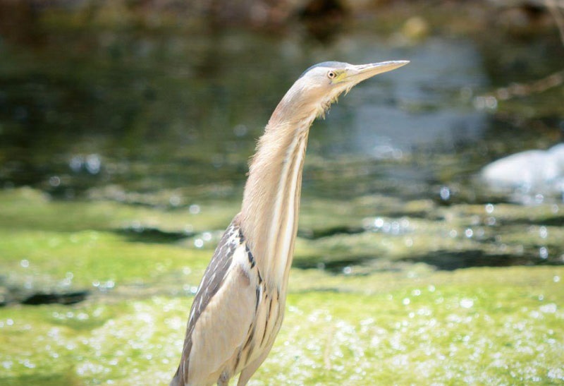 پرنده